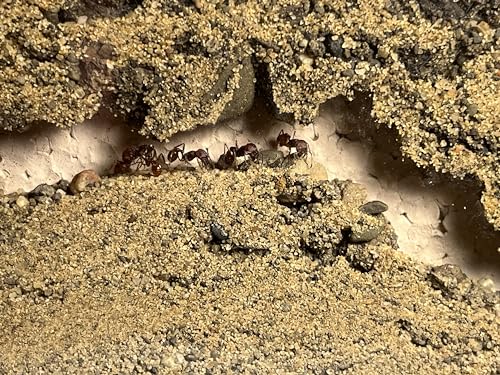 Premium Ant Farm and Terrarium Soil Mixture (Sand, Topsoil, Peat) 1 Pound Bag