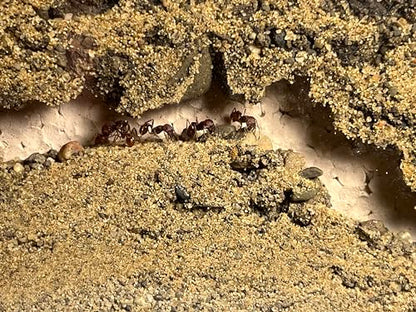 Premium Ant Farm and Terrarium Soil Mixture (Sand, Topsoil, Peat) 1 Pound Bag
