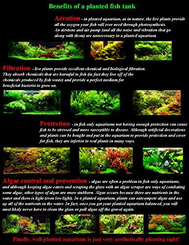 Java Moss - Beautiful Live Aquarium Plant, Great for Betta, Guppy, Cherry Shrimp, Barbs, Platys etc etc! Instantly Beautify Your Tank with This Stunning Live Plant! BUY2GET1