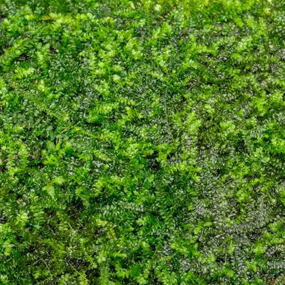 Live Aquarium Plants on Driftwood, Lava Rock, Moss, Fiber Mat - Freshwater Fish Tanks - Easy, Beginner Friendly (Mini Christmas Moss on Stainless Steel, 3 Pack) - color: Mini Christmas - Stainless Steel, size: 3 Pack