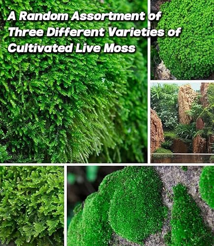 Lucky Plant Live Moss for Terrarium Fern Moss Bonsai Moss Live Sheet Moss Reptiles Moss Sheet Moss Pincushion Moss for ndoor planters 50 Square inches of Three Different Types of Live Moss Delivered