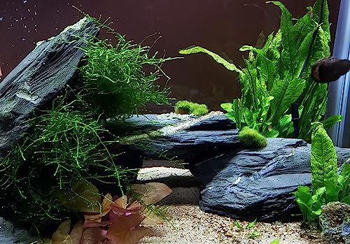 Natural Slate Stone 5 to 7 Inches - USA Sourced and Packaged for Aquascaping Aquariums, Terrariums, Paludariums, Reptile Enclosures, and Gardens (5lbs) - size: 5 lbs