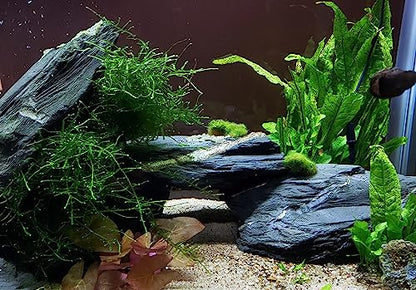 Natural Slate Stone 5 to 7 Inches - USA Sourced and Packaged for Aquascaping Aquariums, Terrariums, Paludariums, Reptile Enclosures, and Gardens (5lbs) - size: 5 lbs