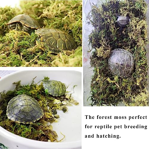 5L Forest Moss for Hamster Syrian Gerbils Bedding, Natural Moss Perfect for Potted Plants, Terrariums, Reptile Tanks and Live Creature Projects