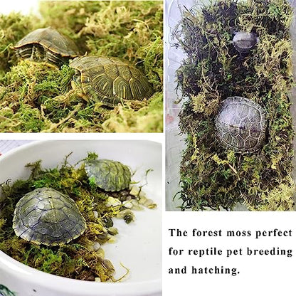 5L Forest Moss for Hamster Syrian Gerbils Bedding, Natural Moss Perfect for Potted Plants, Terrariums, Reptile Tanks and Live Creature Projects