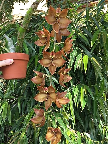 Premium New Zealand Tree Fern Fiber (Debris Free) Growing Medium and Reptile Substrate- Natural, Organic, Long Lasting | for Orchids and Tropicals | Use in Terrariums and Vivariums (1 Gallon)
