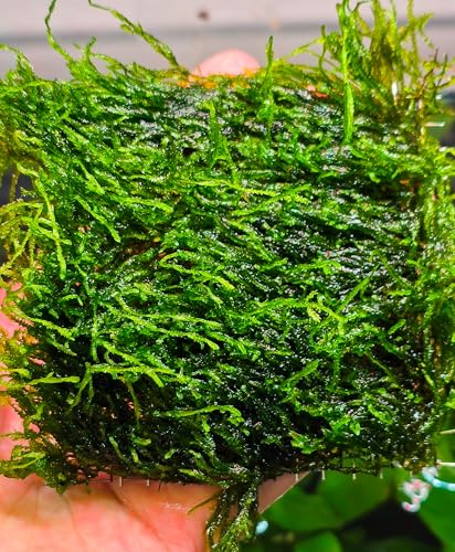 Enchanting Aquatic Moss Collection: Create a Lush Underwater Landscape with Easy-Care Varieties - Perfect for Aquarium Décor and Aquascaping (Flame Moss - 3inx3in Mat) - style: Flame Moss - 3inx3in Mat
