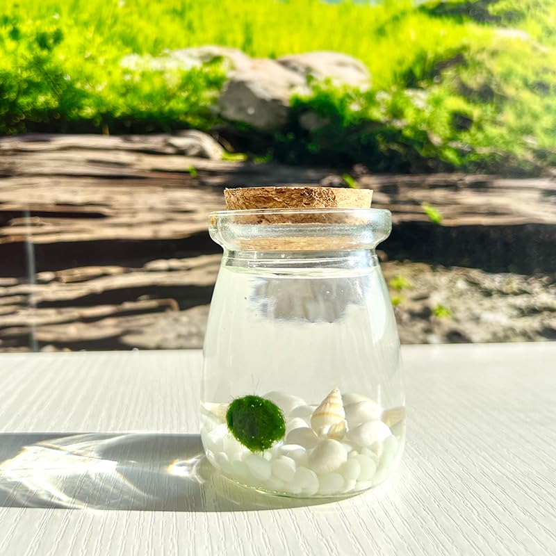 Moss Pet Glass Terrarium Jar Kit with Cork Lid, Mini Desktop Moss Plant Aquarium Decor, Home Ornament Gift