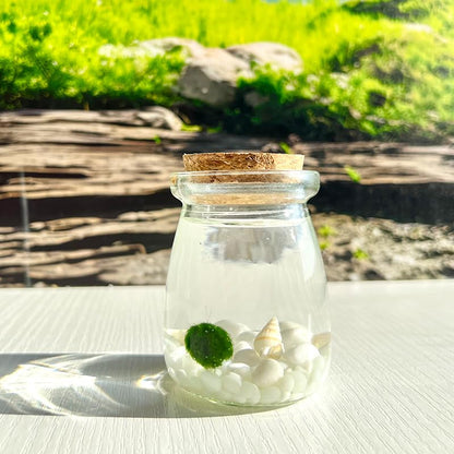 Moss Pet Glass Terrarium Jar Kit with Cork Lid, Mini Desktop Moss Plant Aquarium Decor, Home Ornament Gift