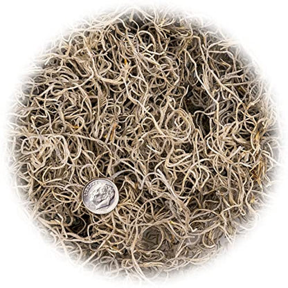Premium Natural Spanish Moss Natural Preserved - Great Ground Cover - Filler for Potted Plants - 1 Quart Bag, GRD-SPANISH-MOSS-1QT - color: SPANISH MOSS, size: 1 Quart
