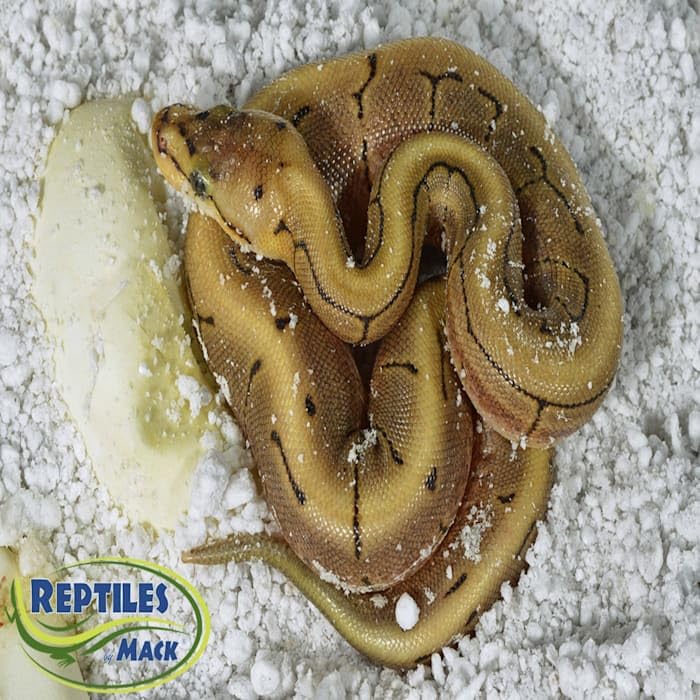 Reptile Incubation KIT, Large