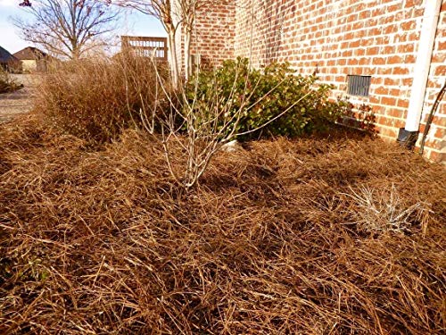 Long Needle Pine Straw Mulch - 100 Sqft Coverage 1 Set - Premium USA Harvested PineStraw for Landscaping, Weed Control, Moisture Retention & Erosion Control - USA Pinestraw - size: Pine Needle Mulch - Covers 100 Sqft 1 set