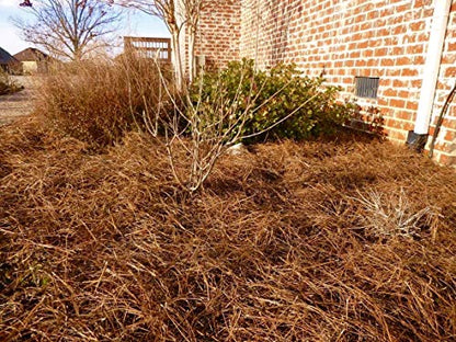 Long Needle Pine Straw Mulch - 100 Sqft Coverage 1 Set - Premium USA Harvested PineStraw for Landscaping, Weed Control, Moisture Retention & Erosion Control - USA Pinestraw - size: Pine Needle Mulch - Covers 100 Sqft 1 set
