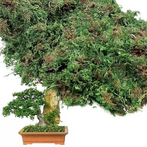 17oz Large Pack Natural Green Moss for Plants Indoor - Dried Forest Real Moss for Crafts, Artificial Fairy Gardens, Mosswall, Glass Terrariums, Floral Design, Home Decor - style: 17oz