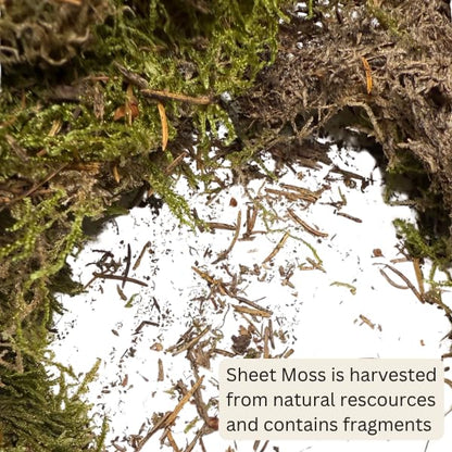 Mosser Lee ML0480 Natural Green Sheet Moss – 520 sq. in. – Organic Decorative Moss for Terrariums, Planters, Crafts & Moisture Retention - style: 520 Sqaure Inch