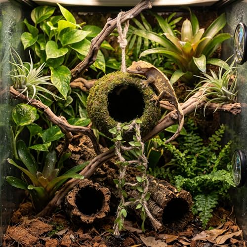 Reptile Hide with Hanging Climbing Ladder – Handmade Crested Gecko Tank Accessories, Hide for Crested Gecko, Hermit Crab, and Small Reptiles