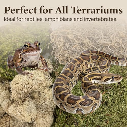 Variety Mix Moss for Terrarium Habitats, Small 2-Pack | Preserved Moss for Reptiles, Amphibians & Invertebrates Terrariums, Humidity Control, Soft, Dye-Free, Family Owned, USA Made - size: Small 2-pack, style: Variety Mix