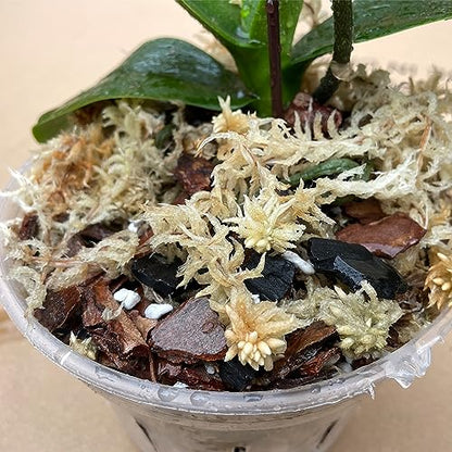 1.1 lb Sphagnum Moss for Plants, Carefully Selected Clean Sphagnum Mos for Rooting Plants - size: 1.1 lb