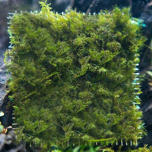 Live Aquarium Plants on Driftwood, Lava Rock, Moss, Fiber Mat - Freshwater Fish Tanks - Easy, Beginner Friendly (Fissidens Fontanus on Stainless Steel, (1 Pack)) - color: Fissidens Fontanus - Stainless Steel, size: 1 Pack