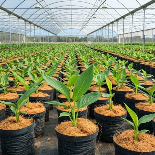 Natural Coconut Husk Fiber Organic Pure Coconut Husk Silk for Plants Coconut Fiber Substrate Loose & Fluffy Non-Vacuumed Easy to Separate for Orchids 1.76 Oz (50g) - size: 50g