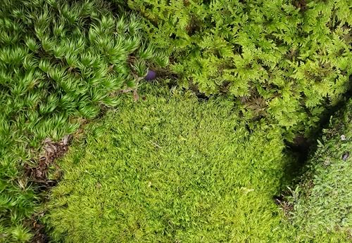 Tin Roof Treasure Value Terrarium Moss Duo, 5"x7" Bag, for Fairy Garden, Mossarium, Reptile