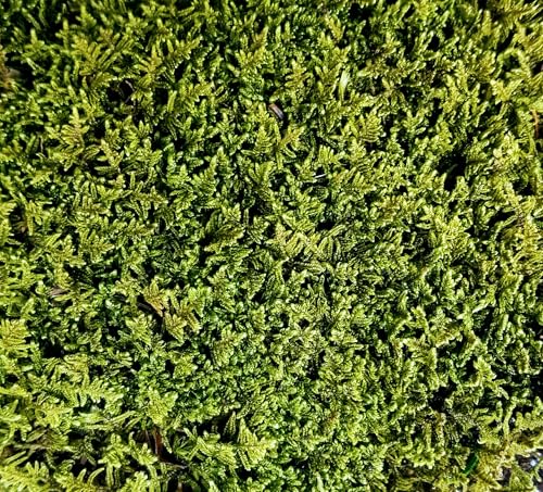 Tin Roof Treasure Value Terrarium Moss Duo, 5"x7" Bag, for Fairy Garden, Mossarium, Reptile