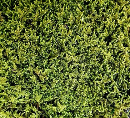 Tin Roof Treasure Value Terrarium Moss Duo, 5"x7" Bag, for Fairy Garden, Mossarium, Reptile