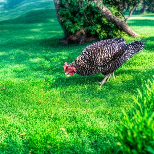 Classic Flock 3.5oz Freeze-Dried Mealworms, High Protein Treat for Birds | Zero-additive pet food, freeze-dried retains nutrition, sealed canister, ideal for chickens, reptiles