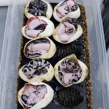 Repti-Hatch Snake Egg Incubation Tray Snake Lizard Leopard Gecko Ball Python Bearded Dragon