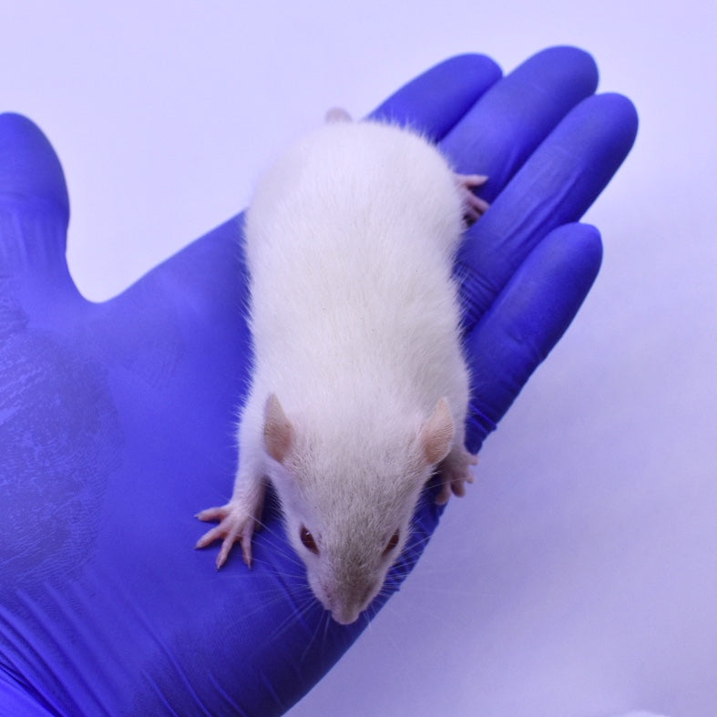 MiceDirect 15 Weanling Rats: Pack of Frozen Weanling Feeder Rats - Food for Corn Snakes, Ball Pythons, Lizards and Other Pet Reptiles - Freshest Snake Feed Supplies - size: 1 Count (Pack of 15)