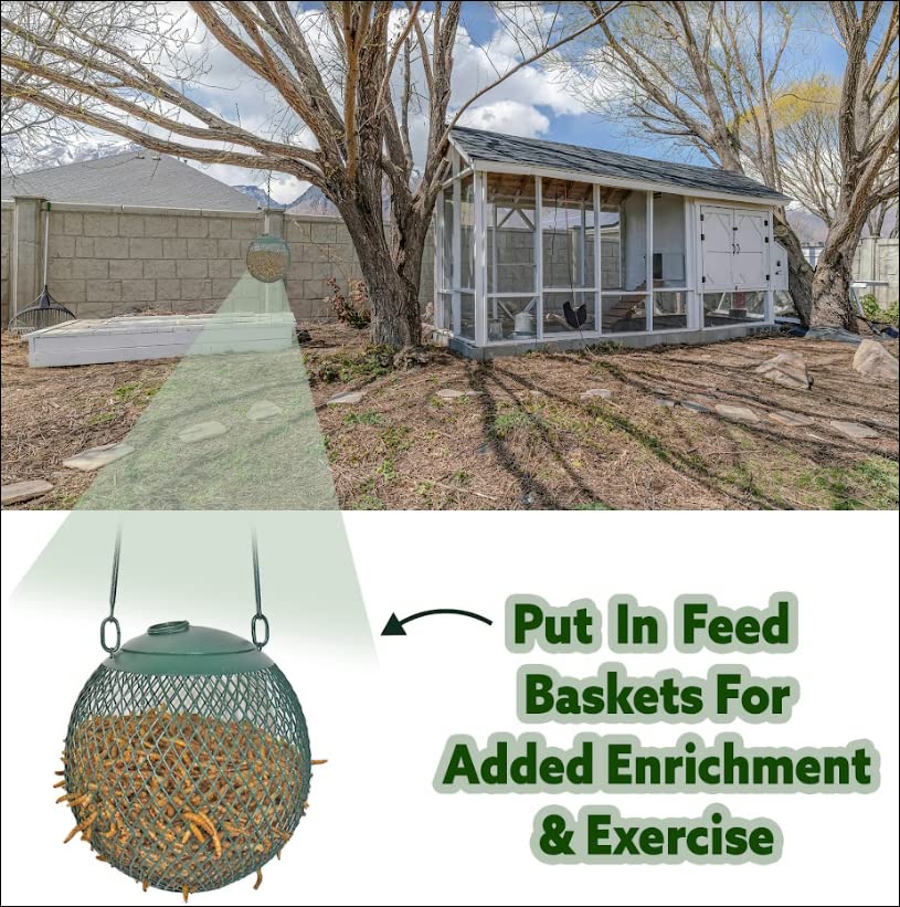 Exotic Nutrition 40 LB Bulk Dried Black Soldier Fly Larvae - High-Calcium Insect Treat - Chickens, Wild Birds, Bluebirds - size: 40 Pound (Pack of 1)